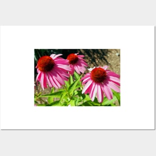 Pink and Purple Echinacea Cone Flower Macro Posters and Art